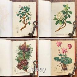 ALPENFLORA III Old Austrian Botanical Picture Book 1884 Antique Vintage F/S