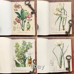 ALPENFLORA III Old Austrian Botanical Picture Book 1884 Antique Vintage F/S