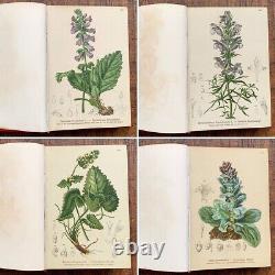 ALPENFLORA III Old Austrian Botanical Picture Book 1884 Antique Vintage F/S