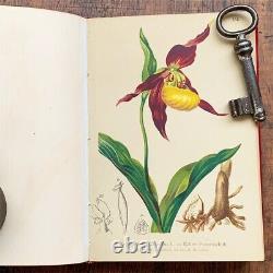 ALPENFLORA III Old Austrian Botanical Picture Book 1884 Antique Vintage F/S