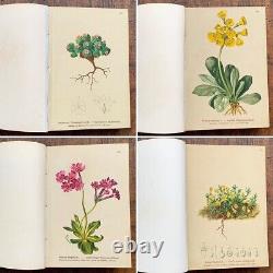 ALPENFLORA III Old Austrian Botanical Picture Book 1884 Antique Vintage F/S