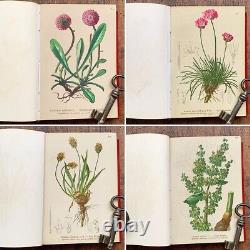 ALPENFLORA III Old Austrian Botanical Picture Book 1884 Antique Vintage F/S