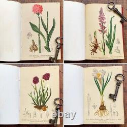 ALPENFLORA III Old Austrian Botanical Picture Book 1884 Antique Vintage USED F/S