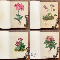 ALPENFLORA III Old Austrian Botanical Picture Book 1884 Antique Vintage USED F/S