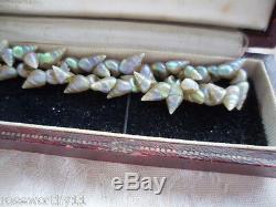 Antique Vintage Old Jewelry Aboriginal Australian Maireener Sea Shell Necklace