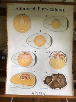 Vintage Chicken Embryo Pulldown School Antique German Egg Art Rooster Poster Old