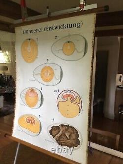 Vintage Chicken Embryo Pulldown School Antique German Egg Art Rooster Poster Old