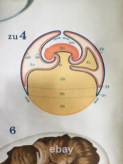 Vintage Chicken Embryo Pulldown School Antique German Egg Art Rooster Poster Old