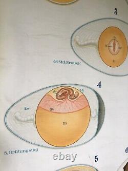 Vintage Chicken Embryo Pulldown School Antique German Egg Art Rooster Poster Old
