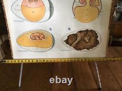 Vintage Chicken Embryo Pulldown School Antique German Egg Art Rooster Poster Old