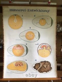 Vintage Chicken Embryo Pulldown School Antique German Egg Art Rooster Poster Old